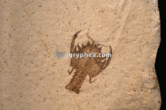 Ecrevisse fossile - gryphea.com